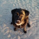 bio photo of Elizabeth "Bitsy" Teahan's dog